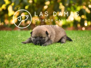 Shiba Inu perros SHIBA INU DISPONIBLES - Anuncio 2
