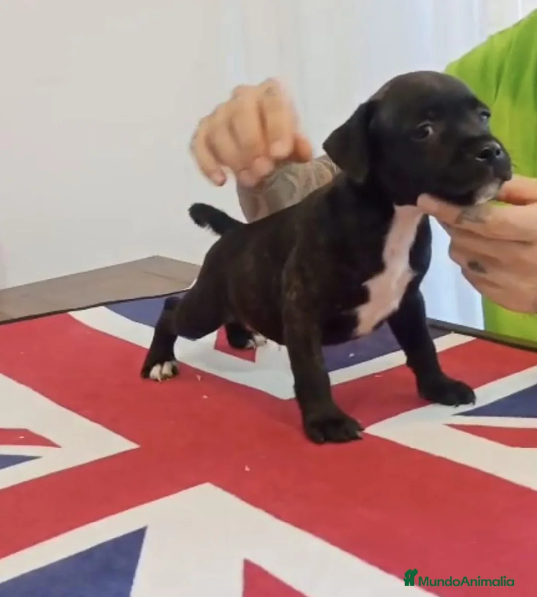 Staffordshire Bull Terrier perros en venta: Cachorros de Staffordshire bull terrier - Anuncio 9