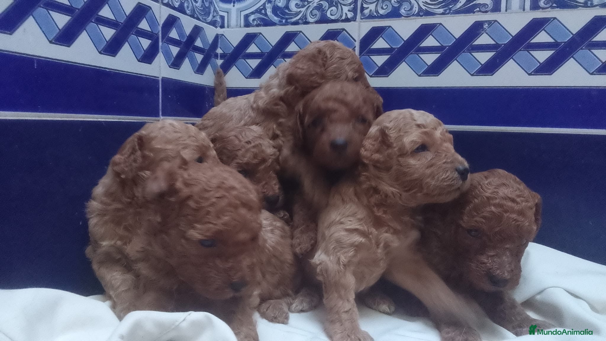 Caniche Toy perros Caniches mini - Anuncio 2
