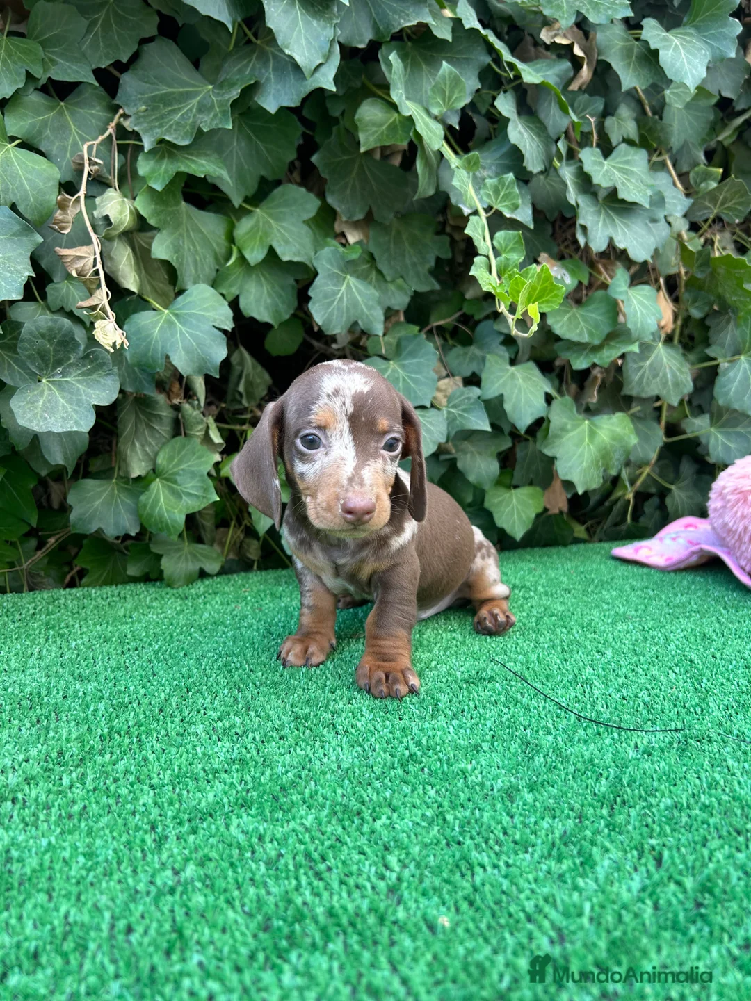 Teckel Miniatura perros en venta: teckel arlequin chocolate  - Anuncio 5