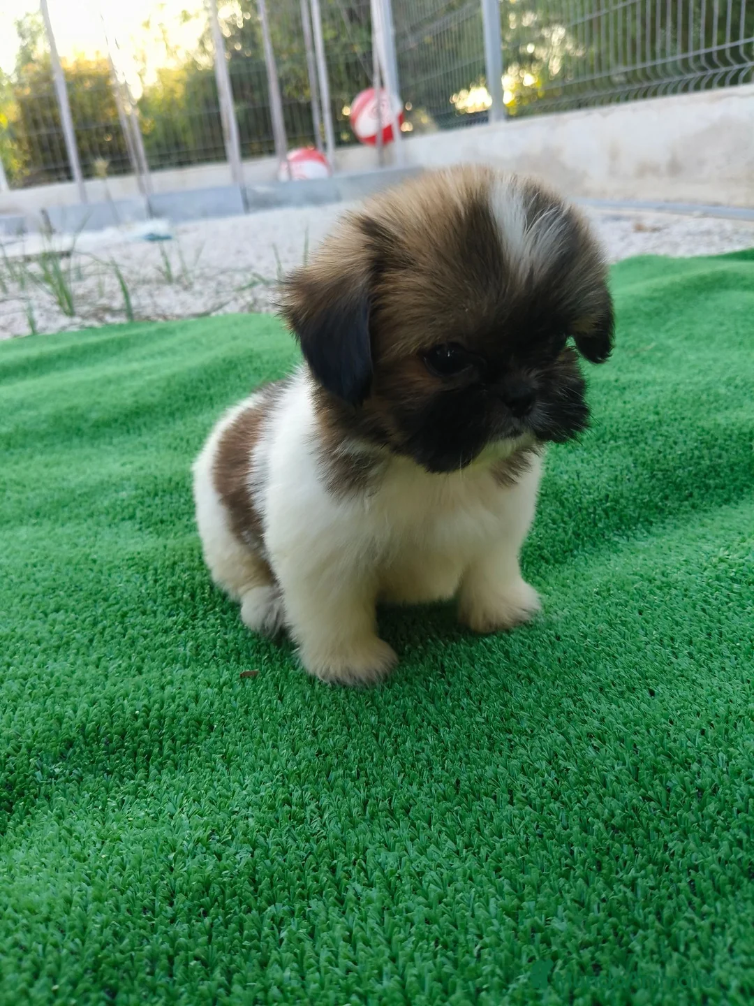 Shih Tzu perros en venta: shih tzu - Anuncio 2