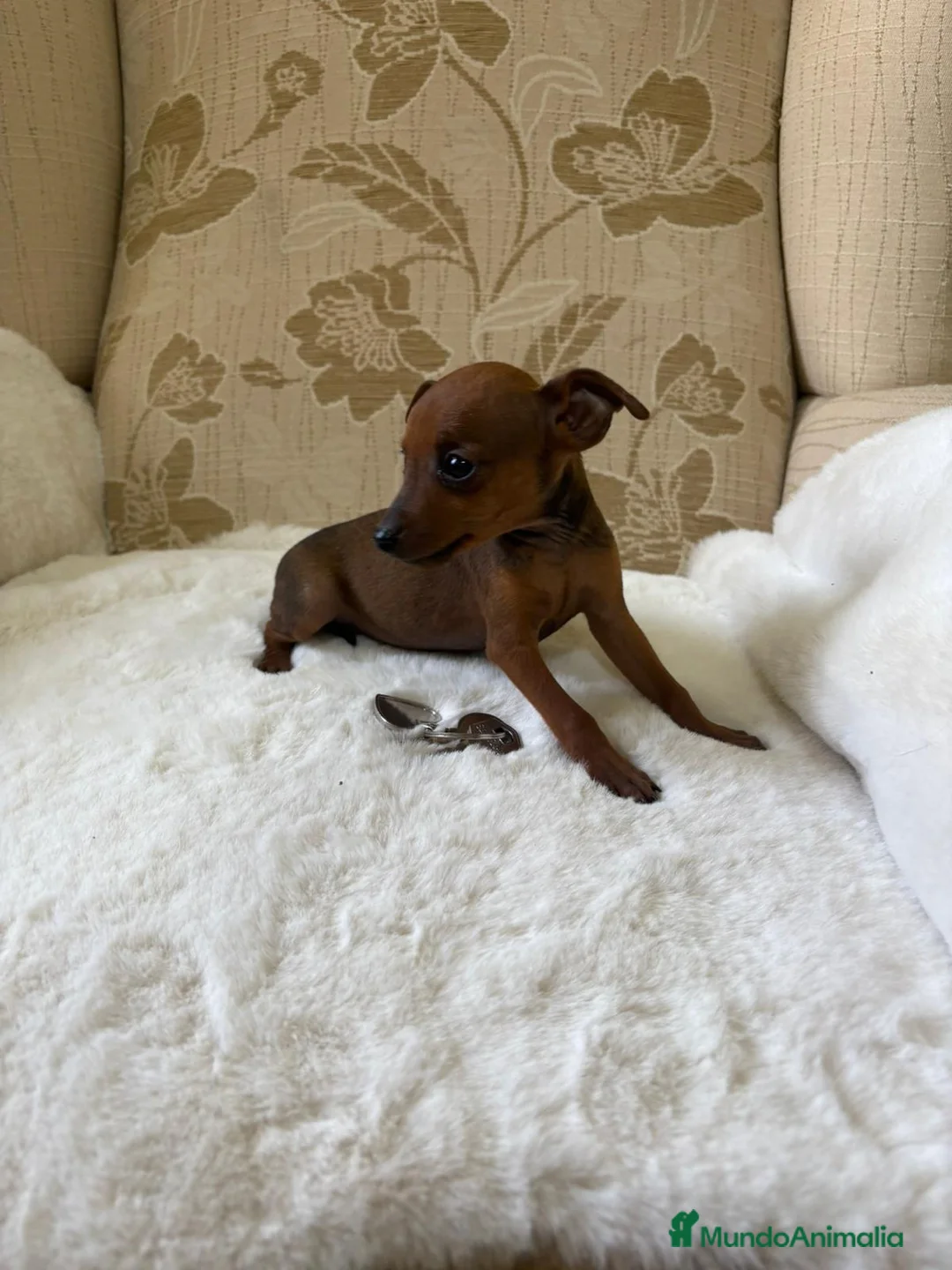 Pinscher Miniatura perros en venta: Pinscher Miniatura cachorro hembra  - Anuncio 26