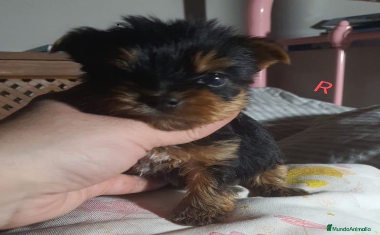 Yorkshire Terrier perros - Anuncio 1