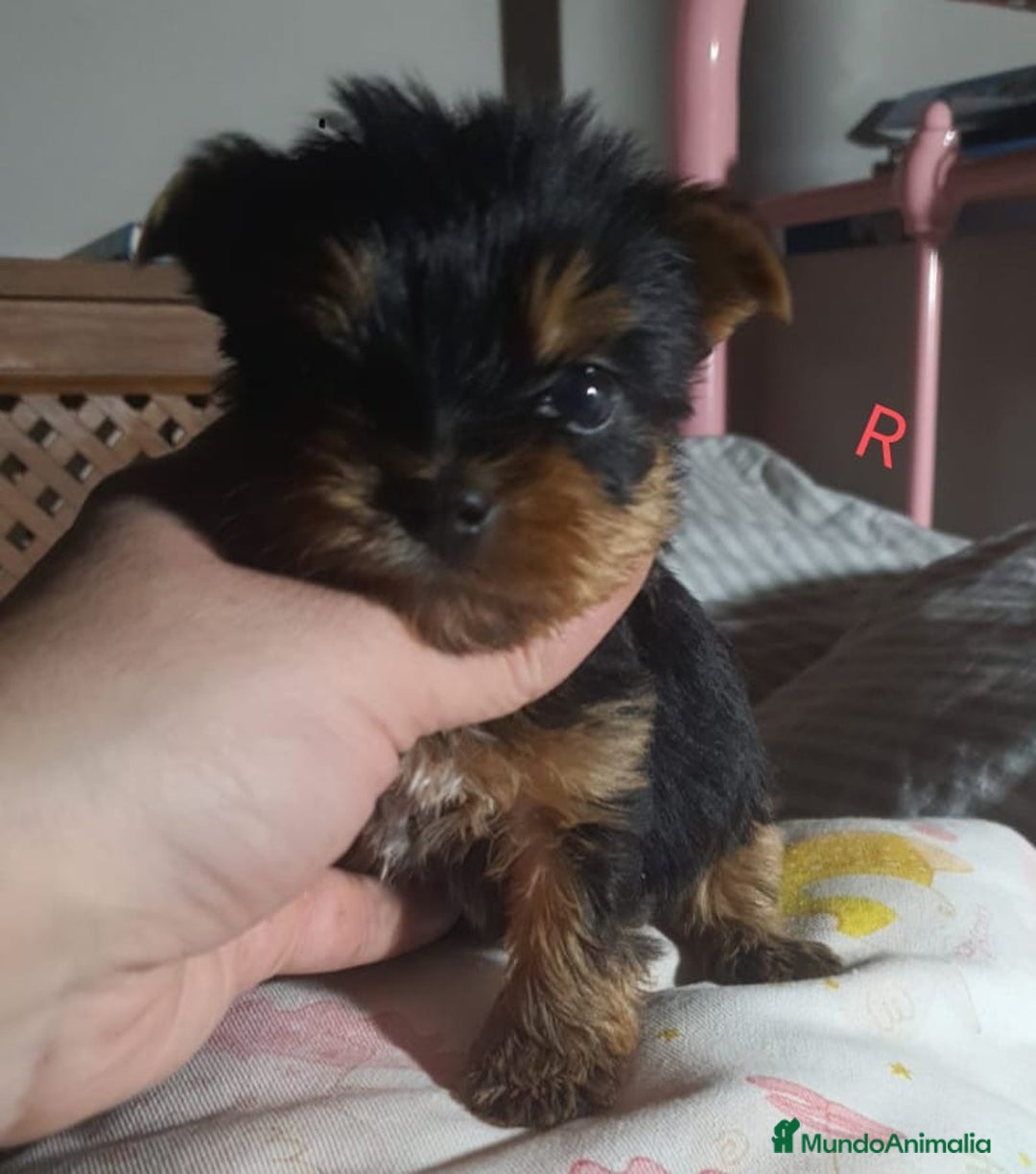 Yorkshire Terrier perros en venta: YORKSHIRE TOY CALIDAD Y SELECCIÓN  - Imagen 1