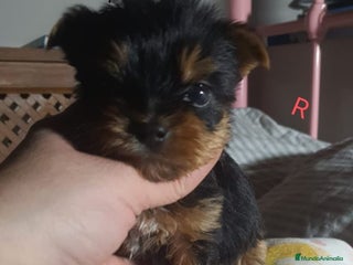 Yorkshire Terrier perros - Anuncio 1