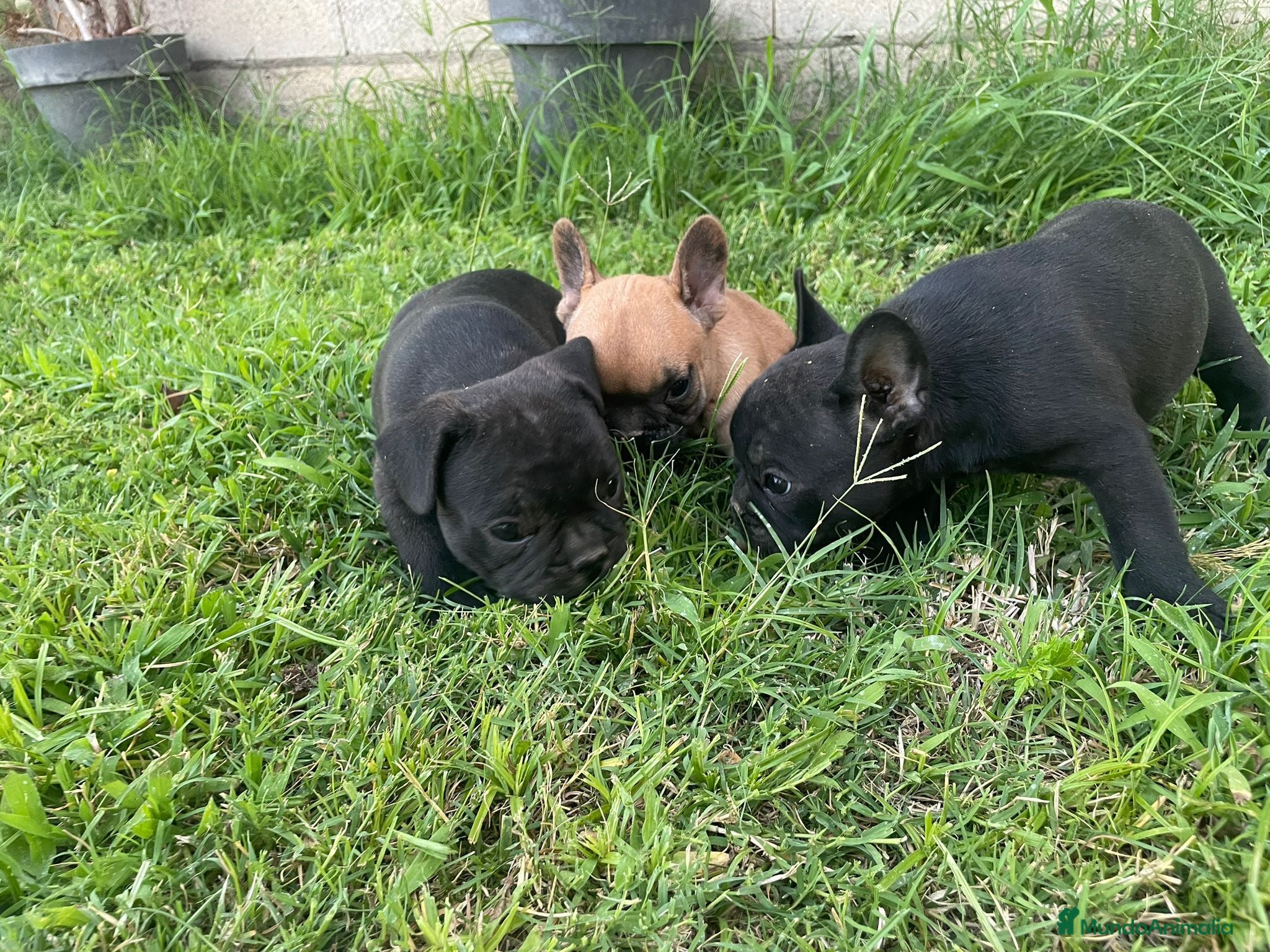 Bulldog Francés perros bulldog frances - Anuncio 2