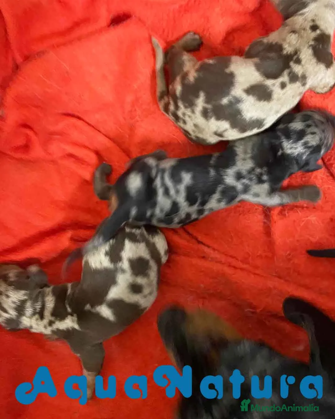 Teckel perros en venta: Camada TECKEL disponible - AQUANATURA en Barcelona - Anuncio 7