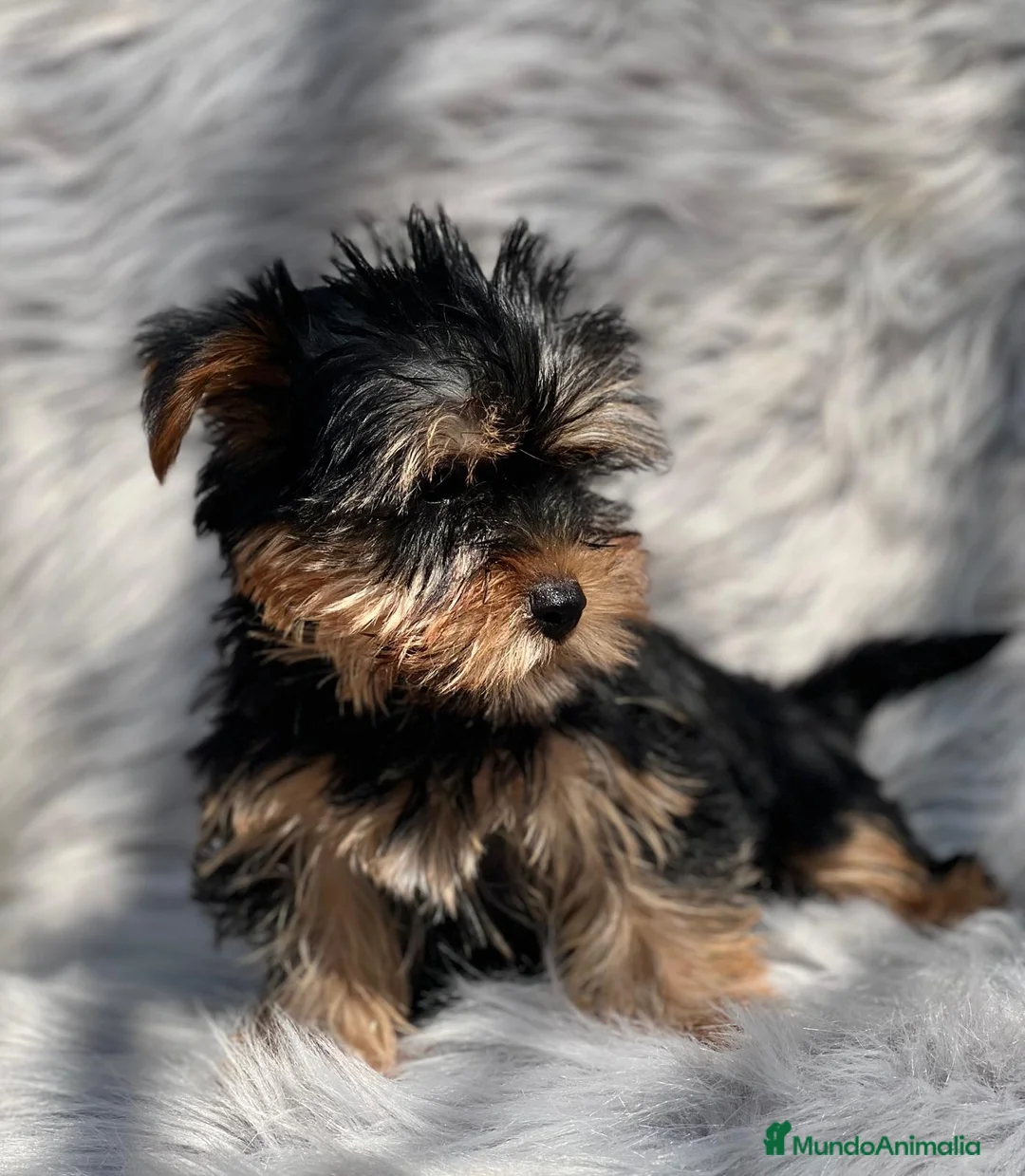 Yorkshire Terrier perros en venta: Yorkshire en Barcelona - Anuncio 3