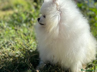 Pomerania perros Pomerania Toy Macho listo para entregar !!! - Anuncio 1