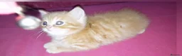 Británico de Pelo Corto gatos en venta: OFERTA FIN DE SEMANA. Último british  - Anuncio 2