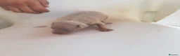 Ratón de Praga perros en venta: Cachorro de ratón de Praga  - Anuncio 3