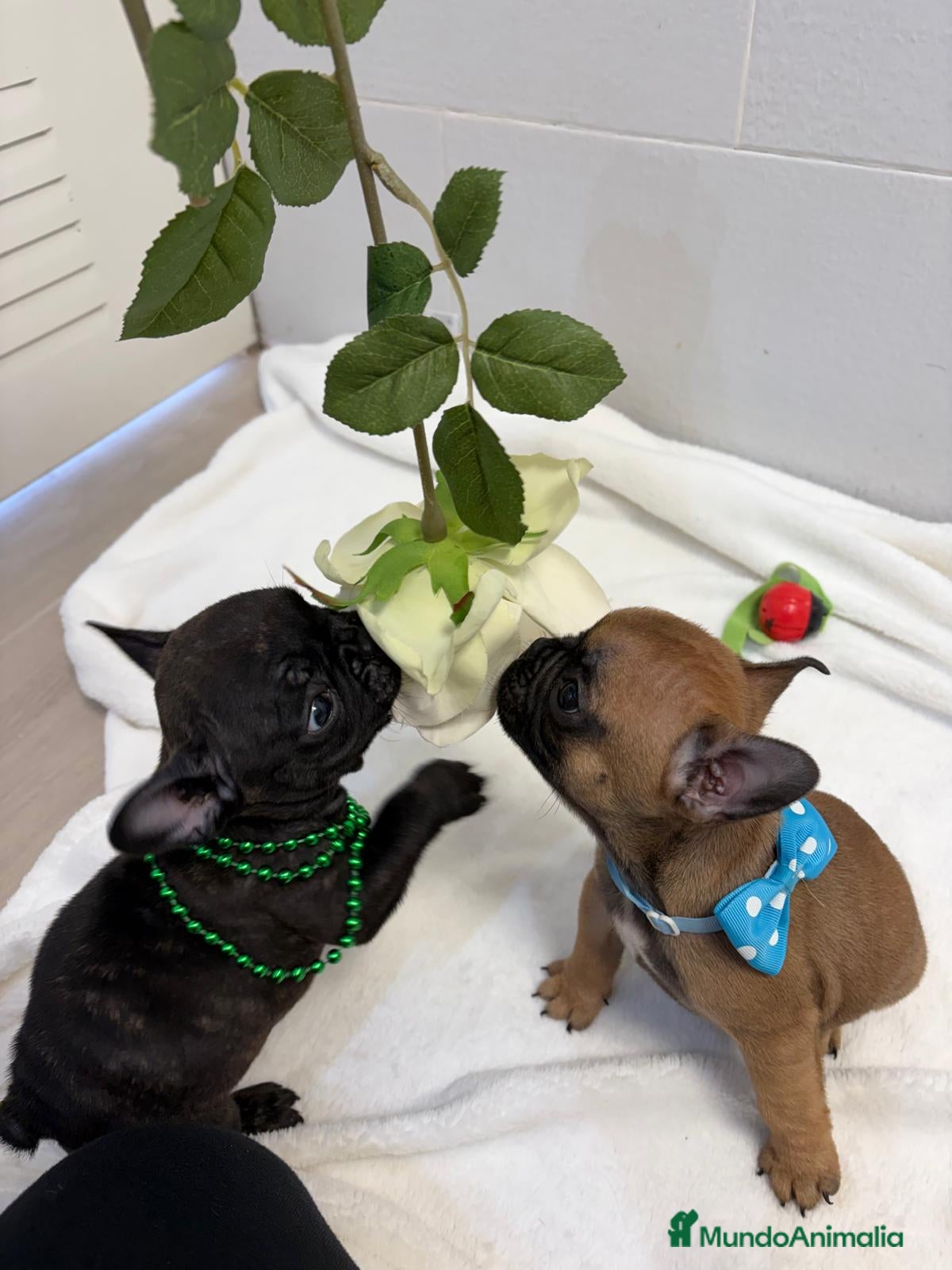 Bulldog Francés perros Bulldog francés  - Anuncio 27