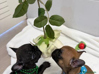 Bulldog Francés perros Bulldog francés - Anuncio 4