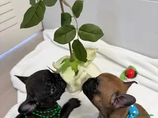 Bulldog Francés perros Bulldog francés - Anuncio 6