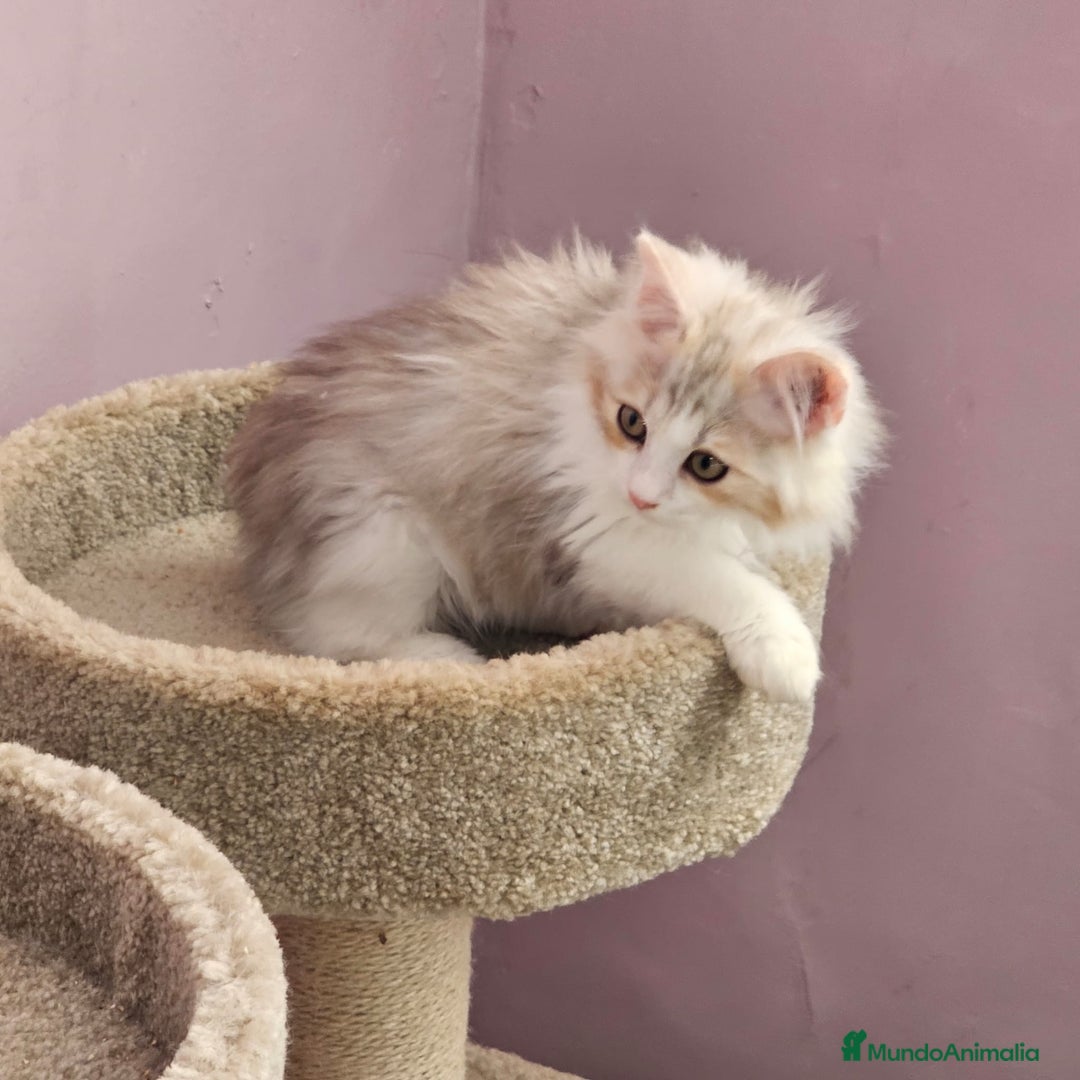 Kurilean Bobtail de Pelo Largo gatos en venta: Kurilian Macho - Anuncio 8