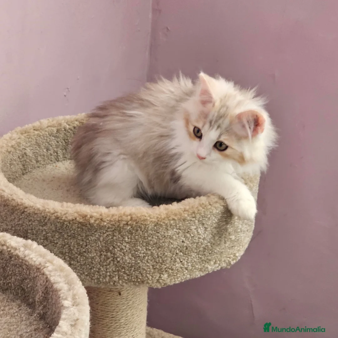 Kurilean Bobtail de Pelo Largo gatos en venta: Kurilian Macho - Anuncio 8