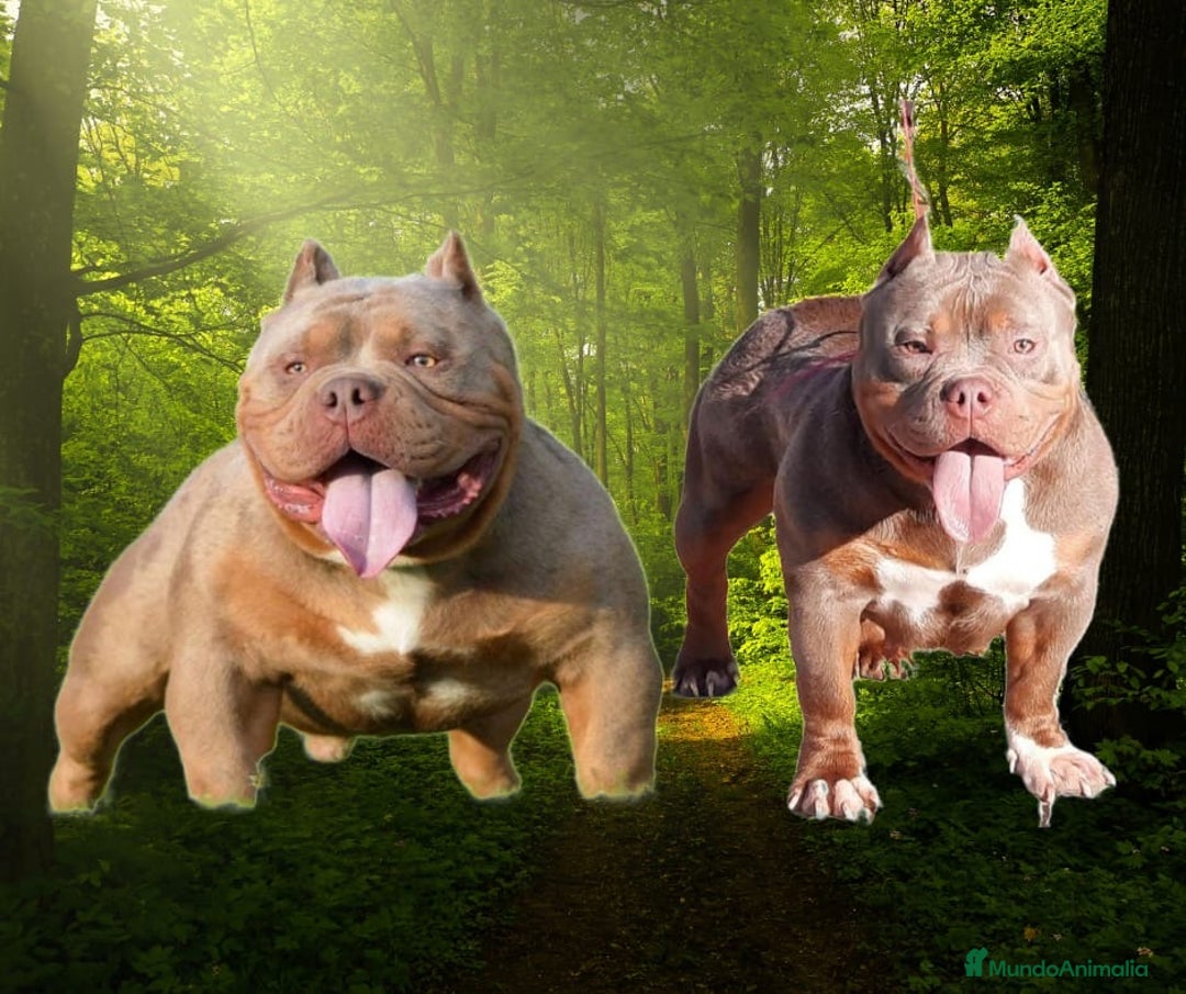 American Bully perros en venta: american bully  - Anuncio 4