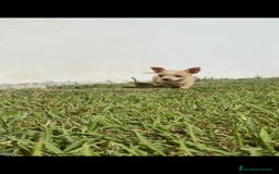 Chihuahua perros en venta: Último chihuahua !! - Imagen 2