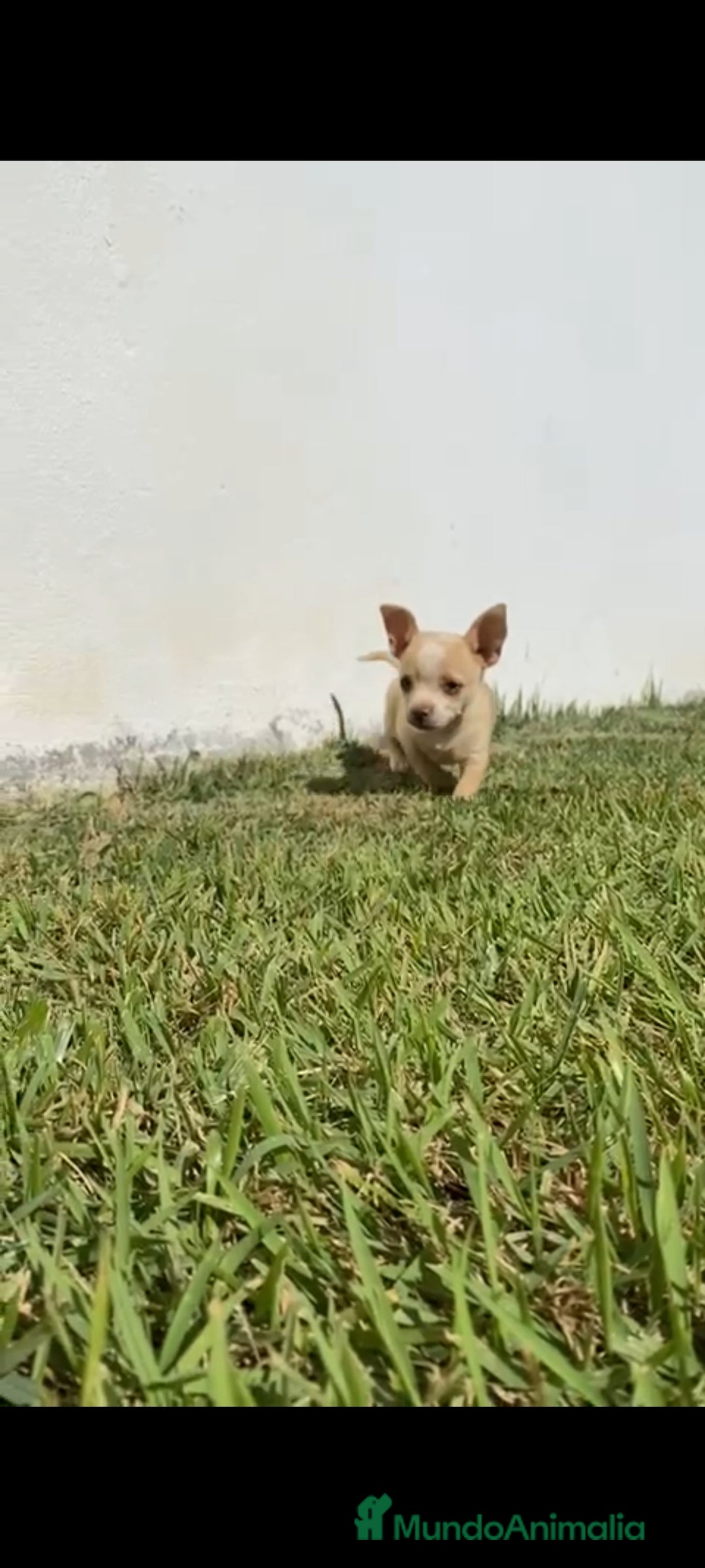 Chihuahua perros en venta: Último chihuahua !! - Imagen 2