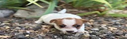 Jack Russell Terrier perros en venta: Jack russell brush - Anuncio 5