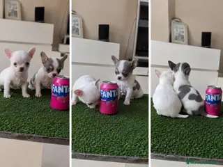 Chihuahua perros CHIHUAHUAS TOY - BARCELONA - Anuncio 2