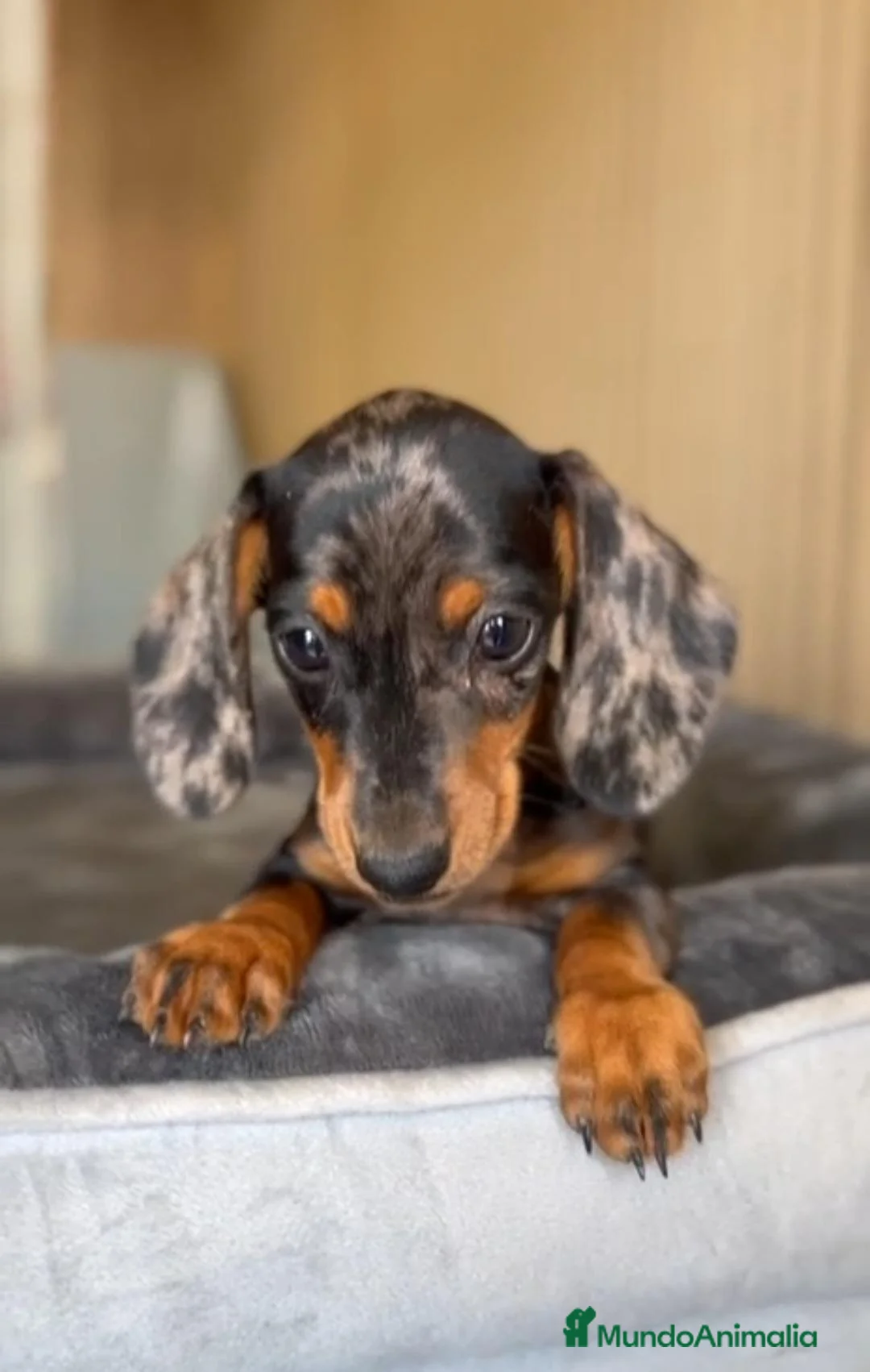 Teckel Miniatura perros en venta: Hembra teckel - Anuncio 2