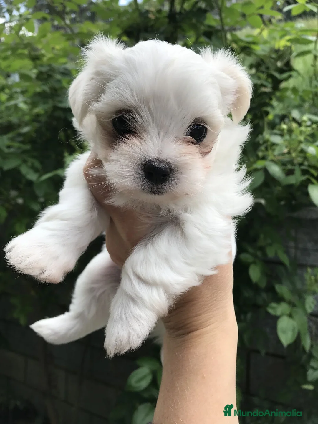 Bichón Maltés perros en venta: COPITOS DE NIEVE DE BICHON MALTÉS 🐶 - Anuncio 2