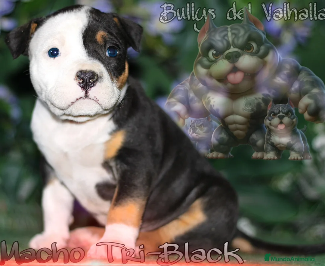 American Bully perros en venta: AMERICAN BULLY ( OFERTA EN ALGUNAS UNIDADES ) en Sevilla - Anuncio 2