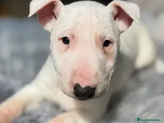 Bull Terrier Miniatura perros Bullterrier miniatura - Anuncio 1