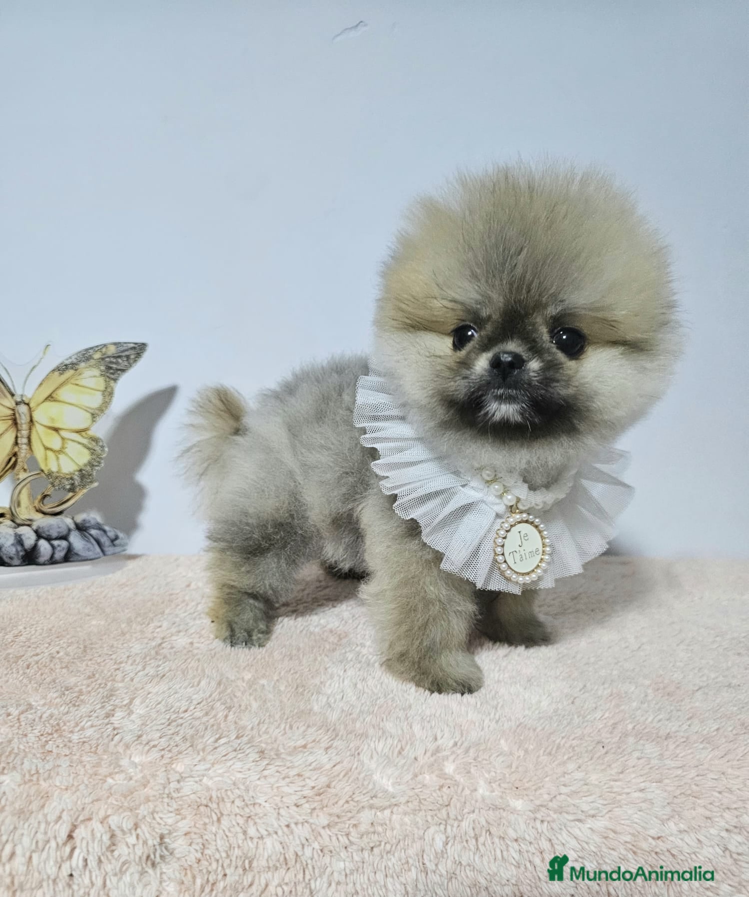 Pomerania perros POMERANIA CARITA DE OSITO-HEMBRA - Anuncio 1