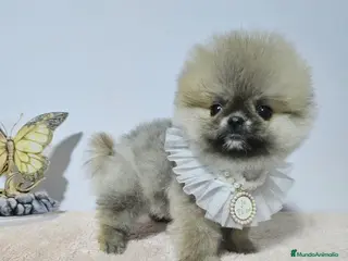 Pomerania perros POMERANIA CARITA DE OSITO-HEMBRA - Anuncio 1