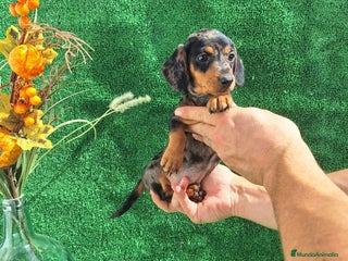 Teckel Miniatura perros - Anuncio 5