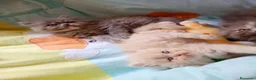 Himalayo gatos en venta: Gatito persa himalayo listo para entregar - Anuncio 14
