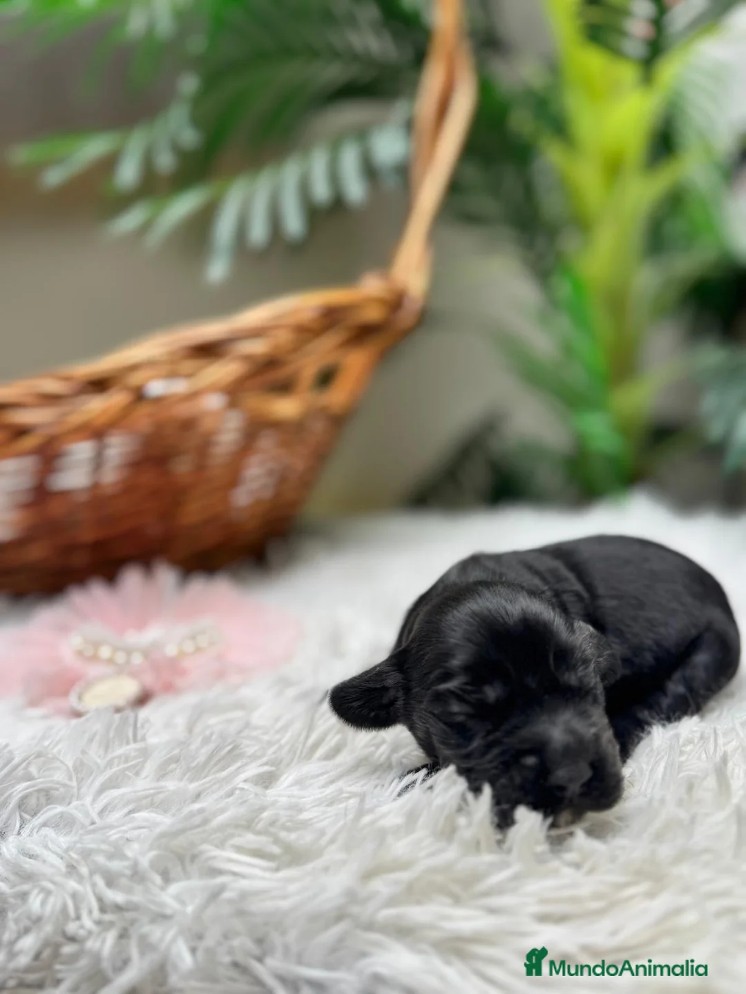 Cocker Spaniel Inglés perros en venta: COCKER HEMBRA - Anuncio 5