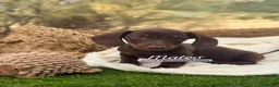 Teckel Miniatura perros en venta: TECKEL MACHO - Anuncio 7
