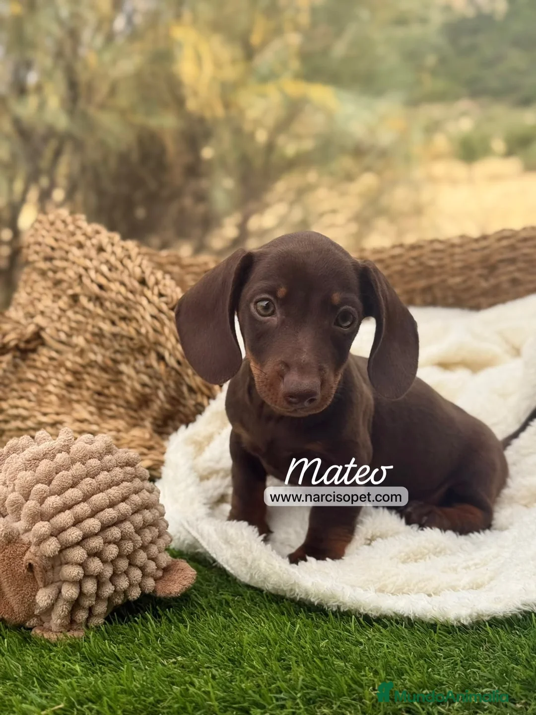 Teckel Miniatura perros en venta: TECKEL MACHO - Anuncio 7