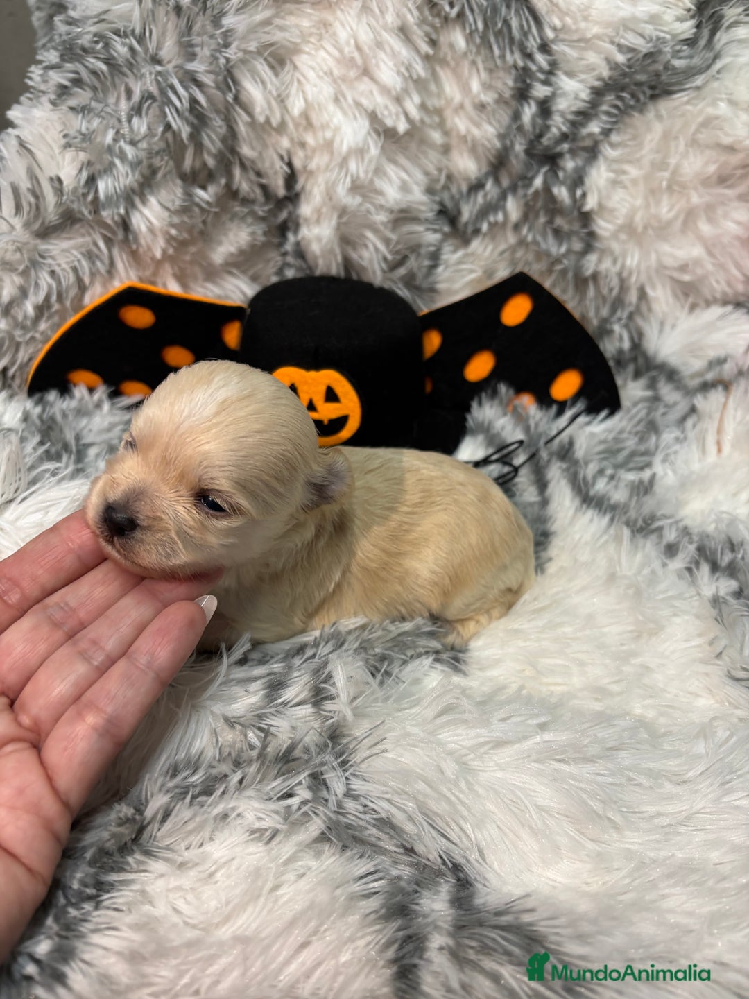 Maltipoo perros en venta: Maltipoo Machos  - Imagen 6