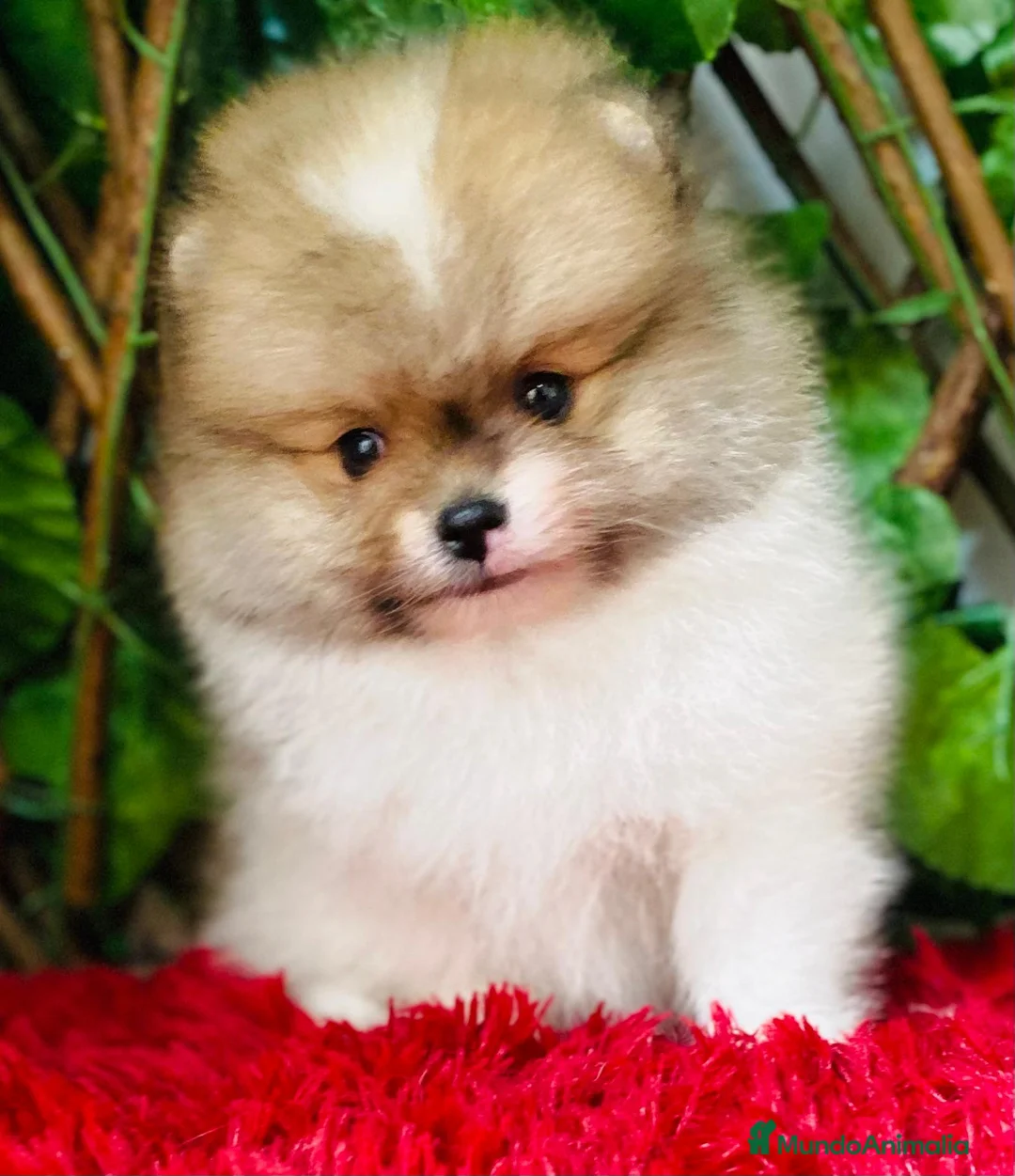 Pomerania perros en venta: Camada  POMERANIA TOY  - Anuncio 1
