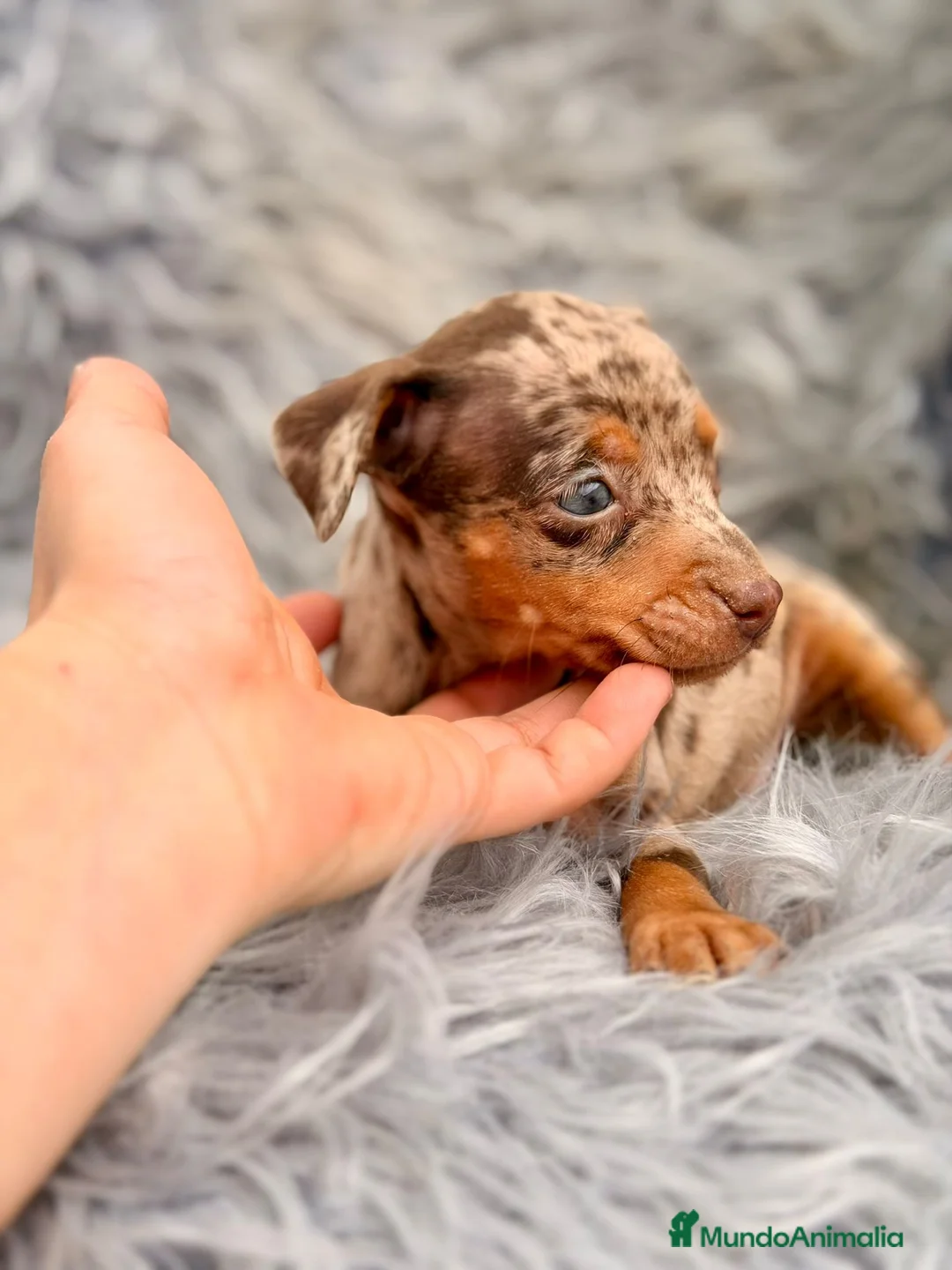 Pinscher Miniatura perros en venta: MINI PINCHER MERLÉ  - Anuncio 2