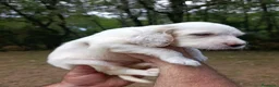 Setter Inglés perros en venta: Setter Inglés 641387649 - Anuncio 3