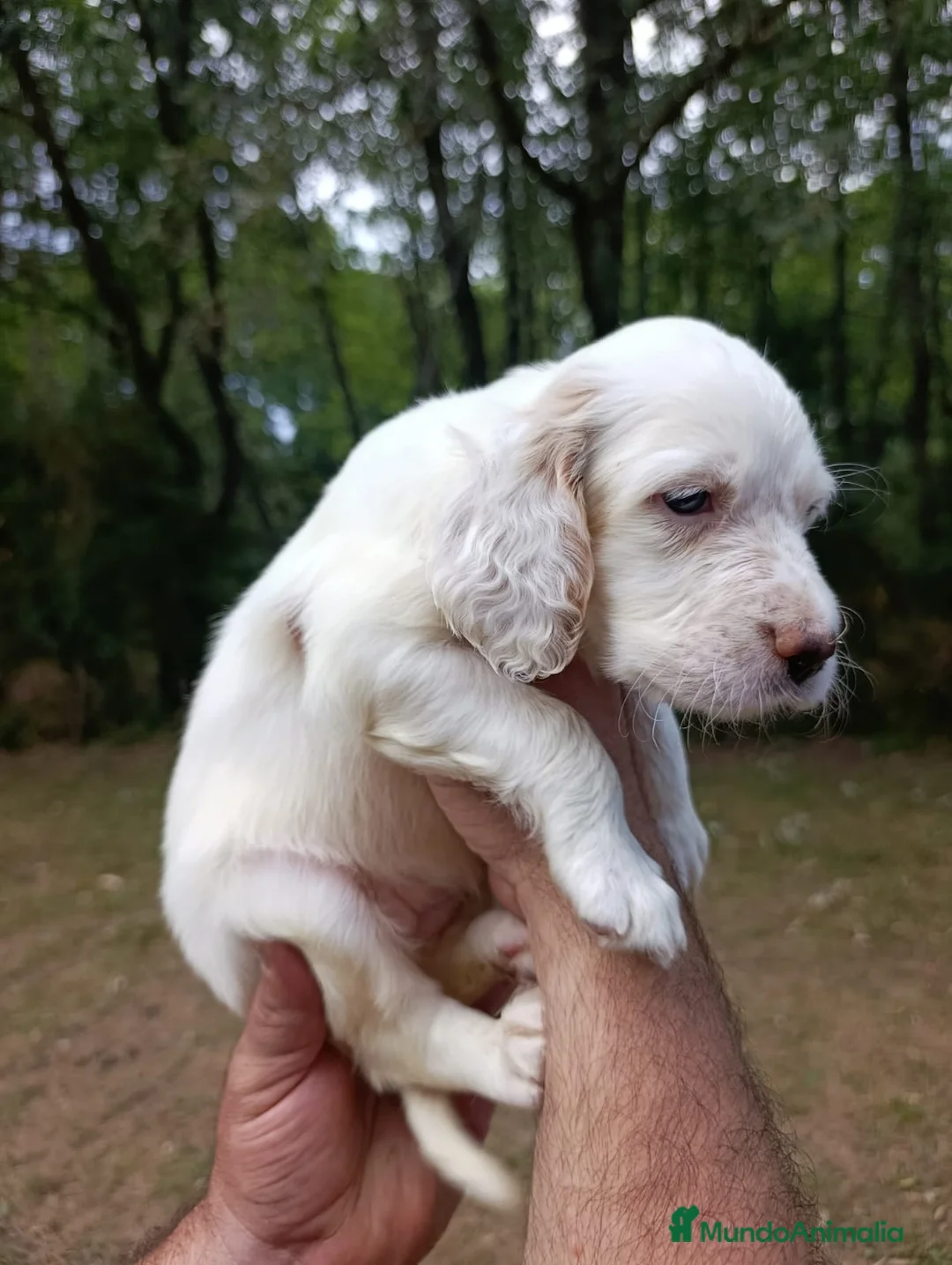 Setter Inglés perros en venta: Setter Inglés 641387649 - Anuncio 3