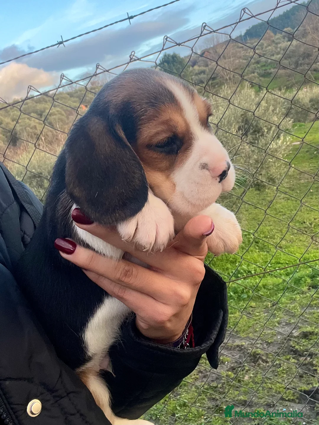 Beagle perros en venta: Beagle cachorros  - Anuncio 1