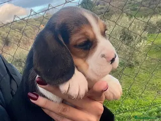 Beagle perros Beagle cachorros - Anuncio 4