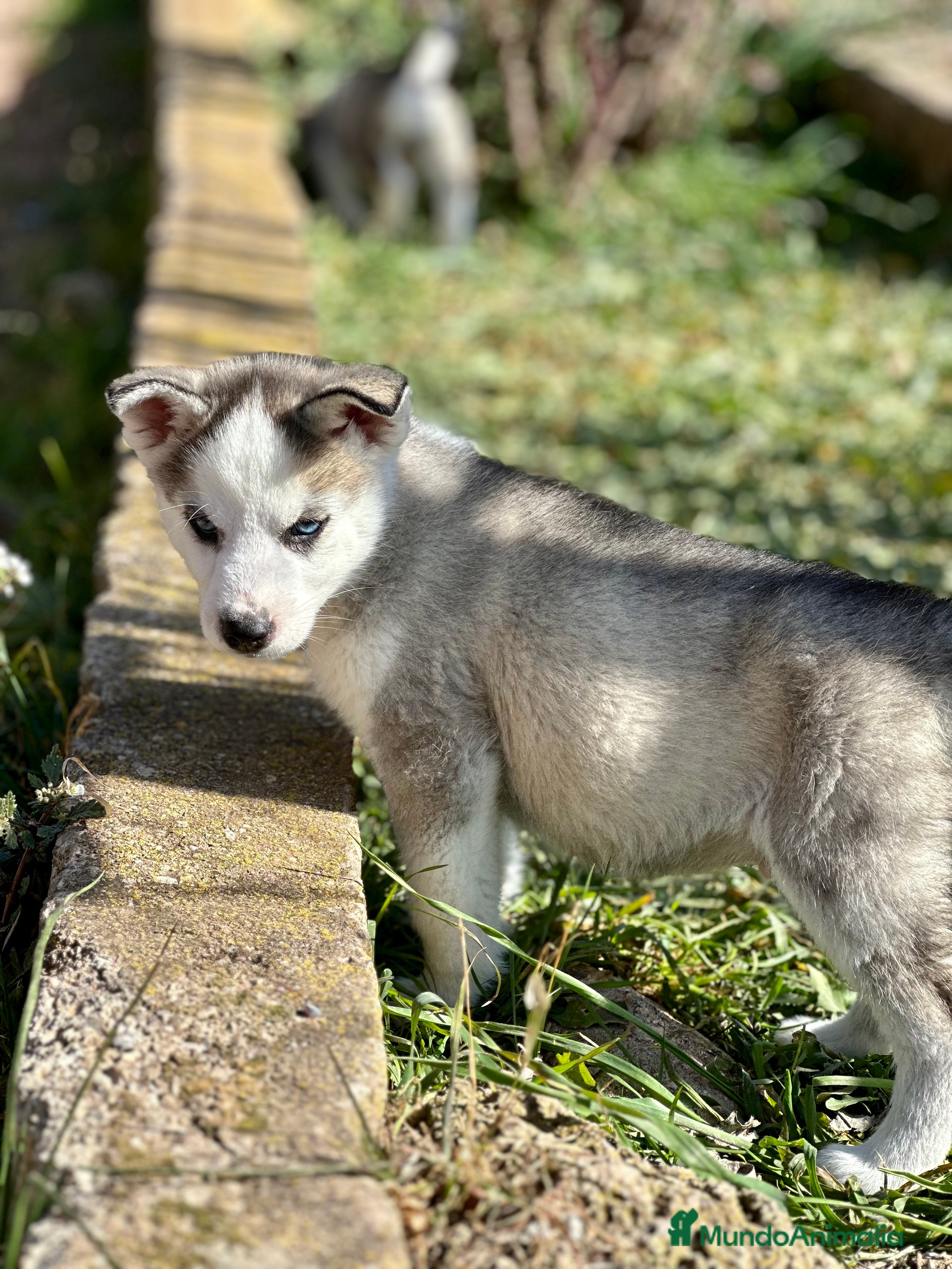 Husky Siberiano perros SIBERIAN HUSKY MACHO GRIS OPORTUNIDAD! en Barcelona - Anuncio 2