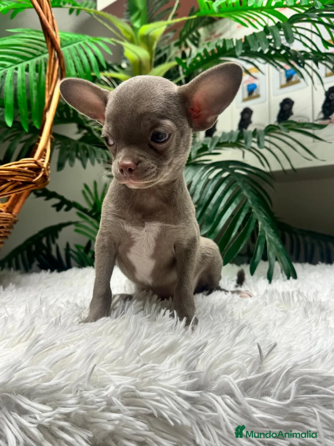 Chihuahua perros en venta: CHIHUAHUA MACHO LILAC - Anuncio 1