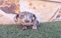 Teckel perros en venta: Teckel Arlequin Blue - Imagen 1