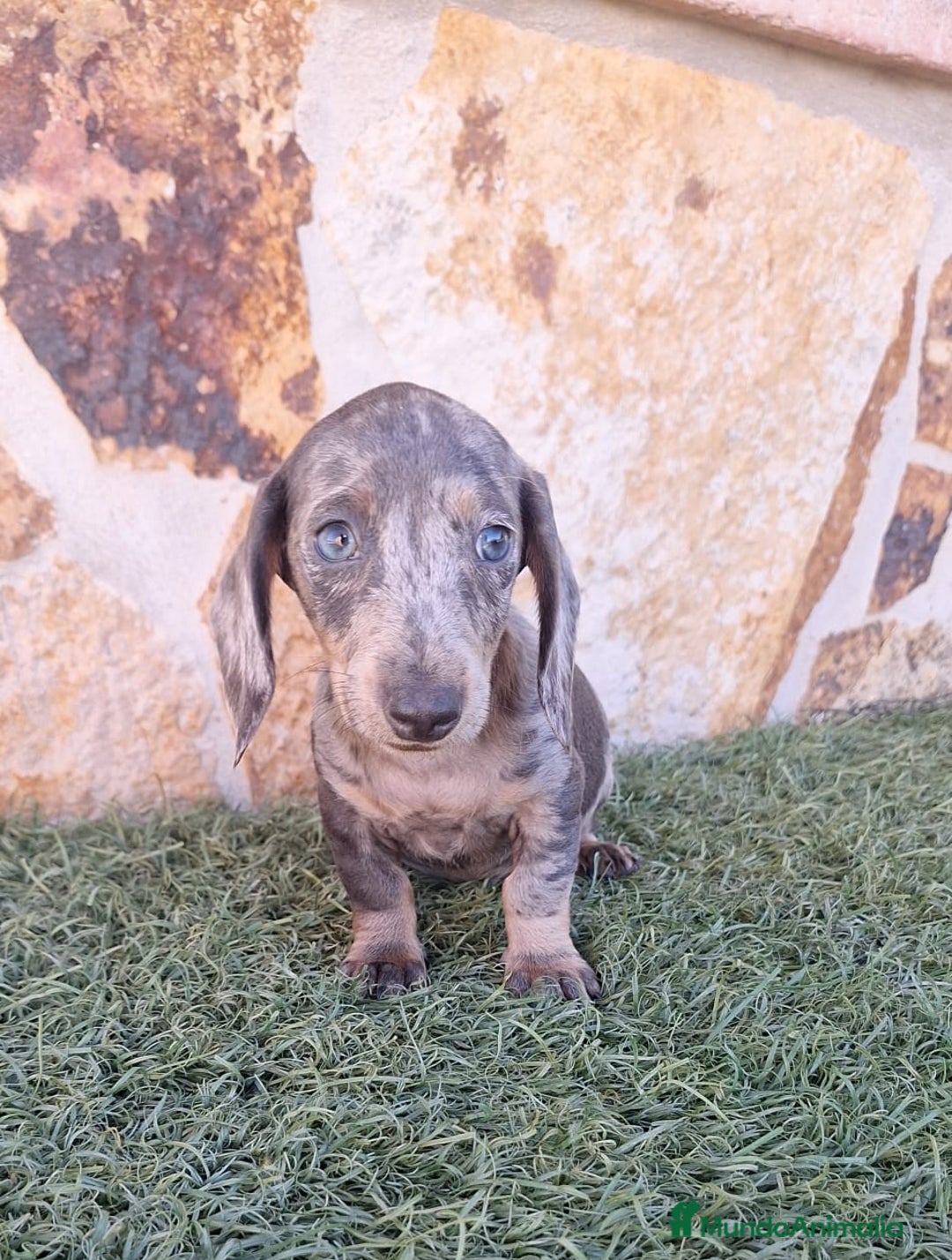 Teckel perros en venta: Teckel Arlequin Blue - Imagen 1