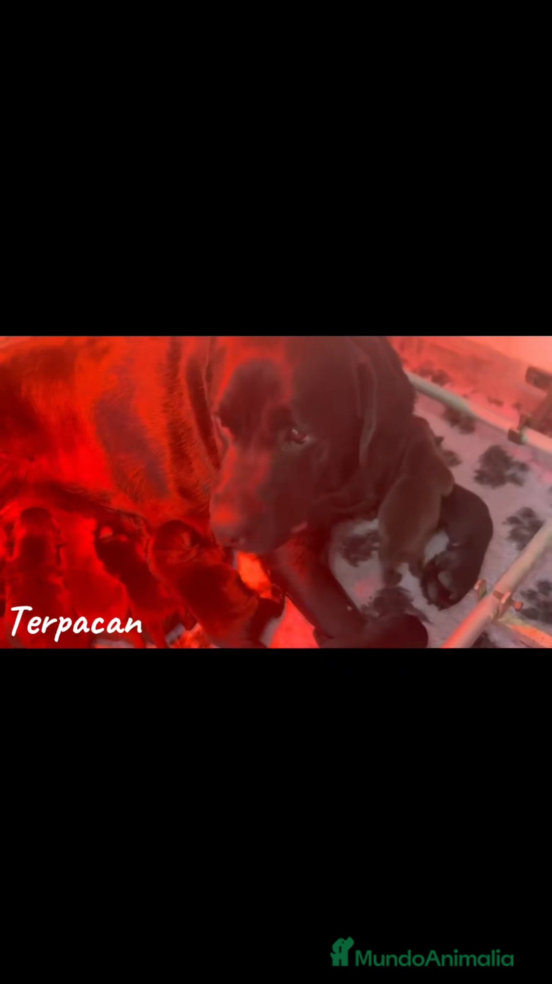 Labrador Retriever perros en venta: Cachorros de Labrador Retriever  - Imagen 5