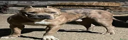 American Pit Bull Terrier perros en venta: American pit bull terrier black - Anuncio 3