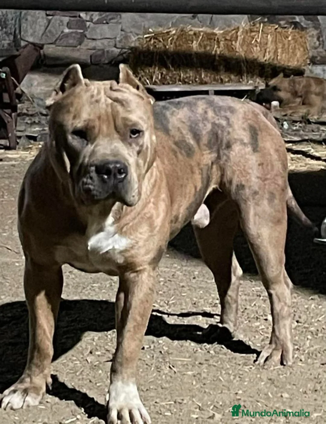 American Pit Bull Terrier perros en venta: American pit bull terrier black - Anuncio 3